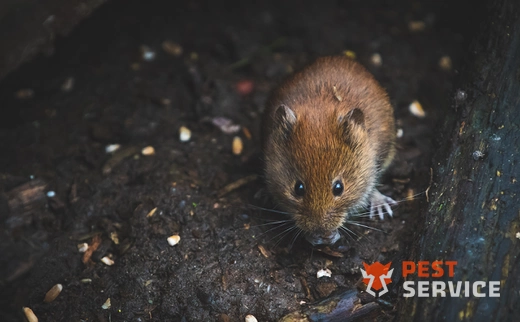 Дератизация в Свободном